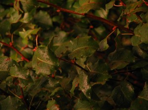 Wet Leaves1